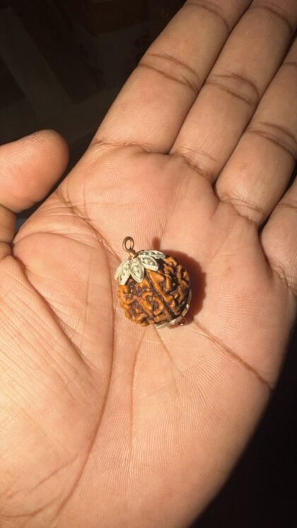 Natural 5 Mukhi Rudraksh